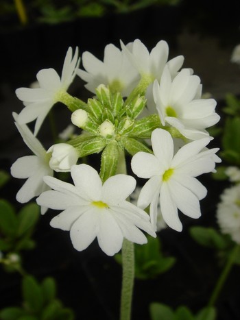 primula denticulata alba