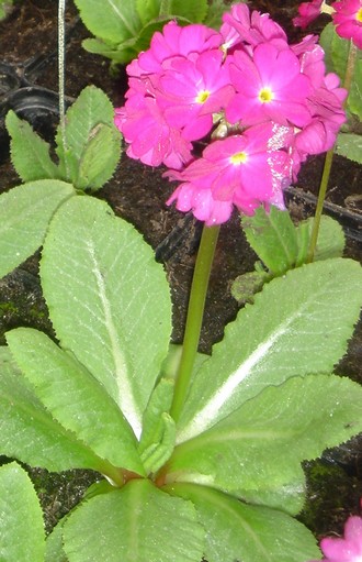 primula denticulata rubin