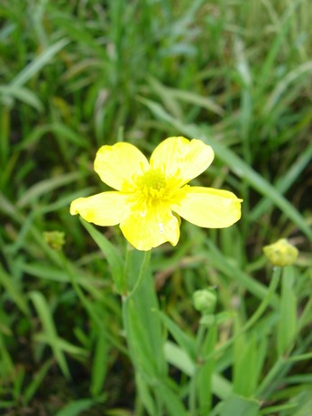 ranunculus lingua
