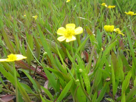 ranunculus flamula