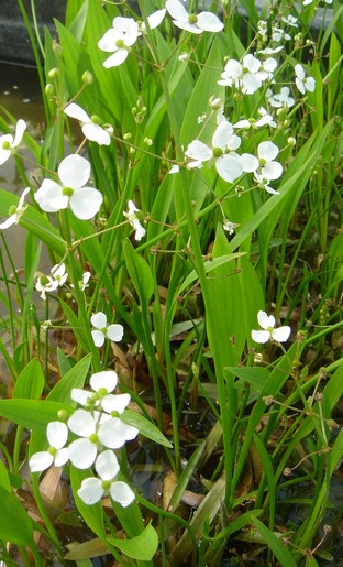 sagittaria graminea