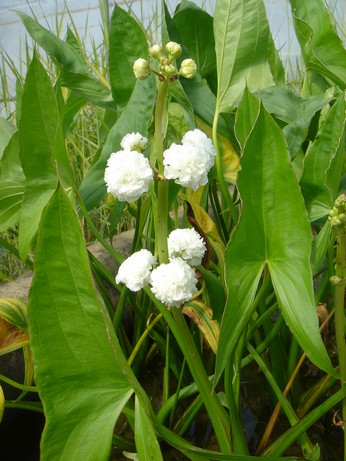 sagittaria flore plena