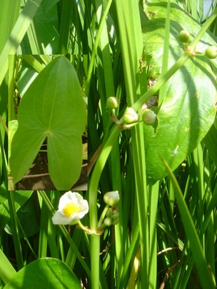 sagittaria latifolia
