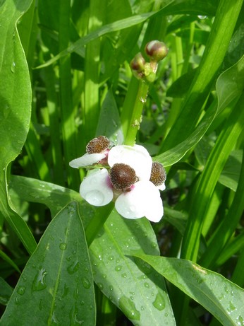 sagittaria sagittifolia fleur