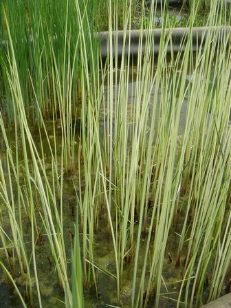 scirpus albescens