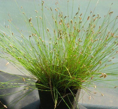 scirpus cernuus