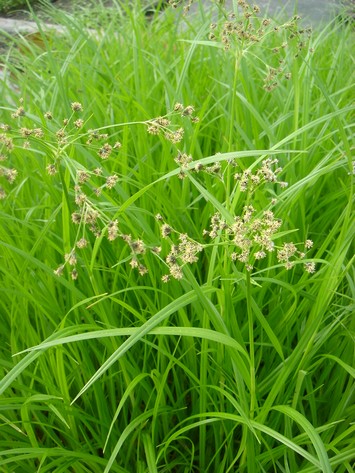 scirpus silvaticus