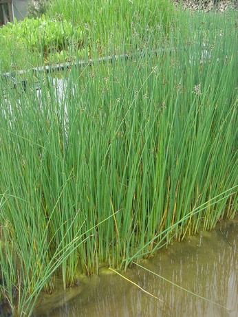 scirpus lacustris