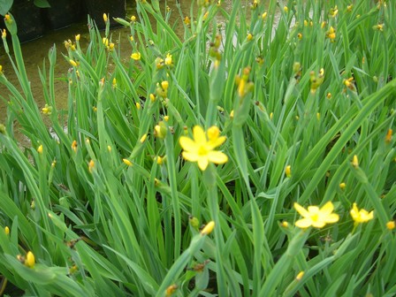 sisyrinchium californicum