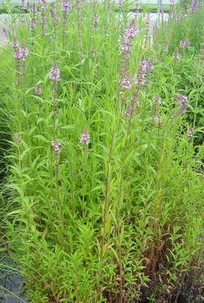 stachys palustris