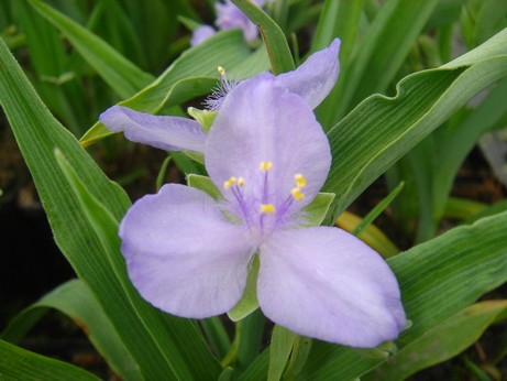 tradescantia