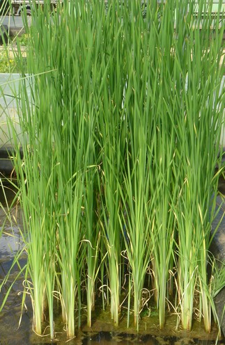 typha laxmanii